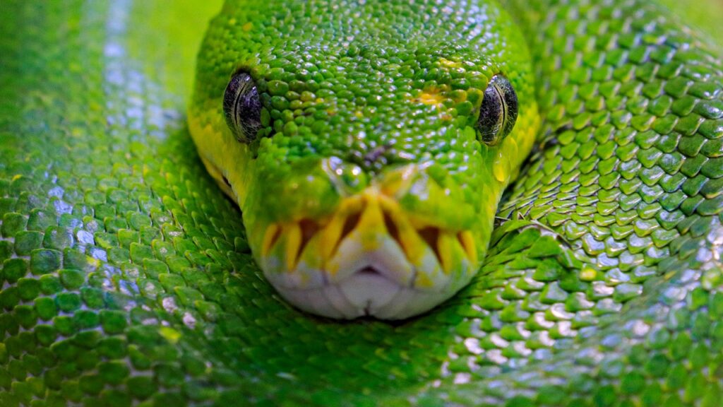 Quel est le serpent le plus beau du monde ? Top 18